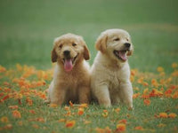 EzBuyCo Custom Dog Portraits – 5 Unique Images Delivered in 24 Hours