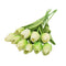 Light green / 10pcs