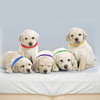 12-Piece: Whelping ID Collars Color Set