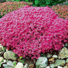 South Mountain Nursery 15000+ Vibrant Red Creeping Thyme Seeds - Hardy Drought-Tolerant