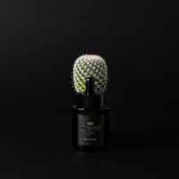 Musgo Real Beard Oil Black Edition 1 fl Oz
