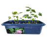 The Astounding Moving Plant Sprouter Terrarium
