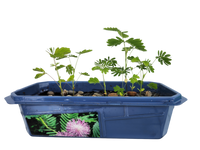 The Astounding Moving Plant Sprouter Terrarium