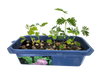 The Astounding Moving Plant Sprouter Terrarium