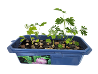 The Astounding Moving Plant Sprouter Terrarium