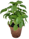 Plant-It-Starters 4 Variety Pack - 1 of Each