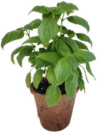 Plant-It-Starters 4 Variety Pack - 1 of Each