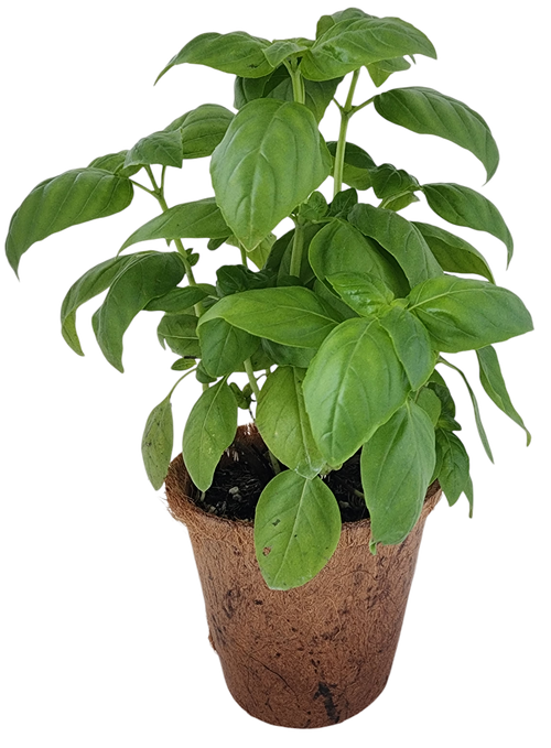 Plant-It-Starters 4 Variety Pack - 1 of Each