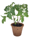 Plant-It-Starters 4 Variety Pack - 1 of Each