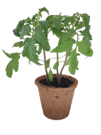 Plant-It-Starters 4 Variety Pack - 1 of Each