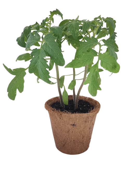 Plant-It-Starters 4 Variety Pack - 1 of Each