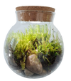 MossBowl- Grow Your Own Beautiful Moss Garden, Complete Kit Come with 3 Mosses!