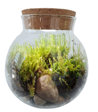 MossBowl- Grow Your Own Beautiful Moss Garden, Complete Kit Come with 3 Mosses!
