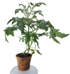 Plant-It-Starters 4 Variety Pack - 1 of Each