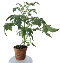 Plant-It-Starters 4 Variety Pack - 1 of Each