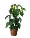 Plant-It-Starters 4 Variety Pack - 1 of Each
