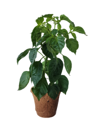 Plant-It-Starters 4 Variety Pack - 1 of Each