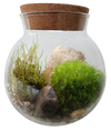 MossBowl- Grow Your Own Beautiful Moss Garden, Complete Kit Come with 3 Mosses!