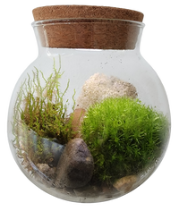 MossBowl- Grow Your Own Beautiful Moss Garden, Complete Kit Come with 3 Mosses!