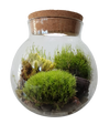 MossBowl- Grow Your Own Beautiful Moss Garden, Complete Kit Come with 3 Mosses!