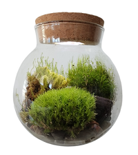 MossBowl- Grow Your Own Beautiful Moss Garden, Complete Kit Come with 3 Mosses!