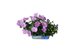 Flower Princess Palace Mini World Terrarium