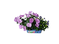 Flower Princess Palace Mini World Terrarium