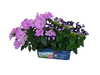 Flower Princess Palace Mini World Terrarium