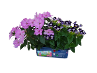 Flower Princess Palace Mini World Terrarium