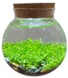 WaterPlants- Grow Lush Aquatic Plants from Seed! Thrives With Minimal Care