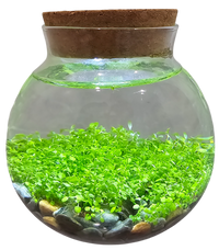WaterPlants- Grow Lush Aquatic Plants from Seed! Thrives With Minimal Care