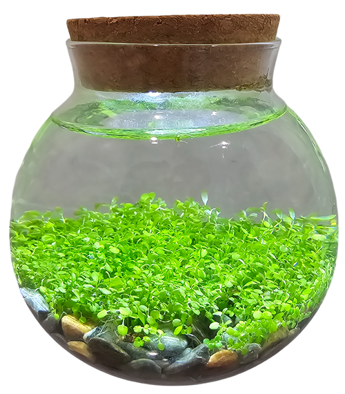WaterPlants- Grow Lush Aquatic Plants from Seed! Thrives With Minimal Care