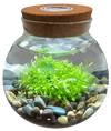WaterPlants- Grow Lush Aquatic Plants from Seed! Thrives With Minimal Care