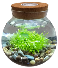 WaterPlants- Grow Lush Aquatic Plants from Seed! Thrives With Minimal Care