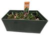 Aloe Seed Square Terrarium