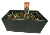 Aloe Seed Square Terrarium