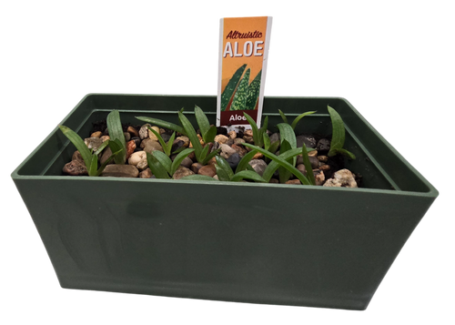 Aloe Seed Square Terrarium