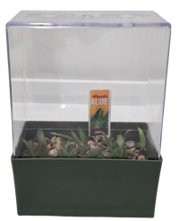 Aloe Seed Square Terrarium