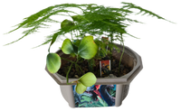 Dinosaur Domain Biosphere Terrarium