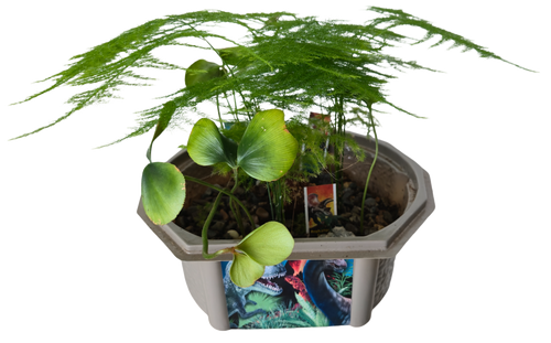 Dinosaur Domain Biosphere Terrarium