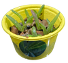 Eco Seed Sprouts Aunt Annie Aloe - Multipack of 5