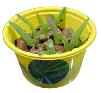 Eco Seed Sprouts Aunt Annie Aloe - Multipack of 5