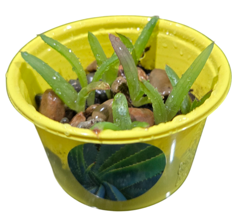 Eco Seed Sprouts Aunt Annie Aloe - Multipack of 5