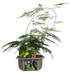 Dinosaur Domain Biosphere Terrarium