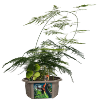 Dinosaur Domain Biosphere Terrarium