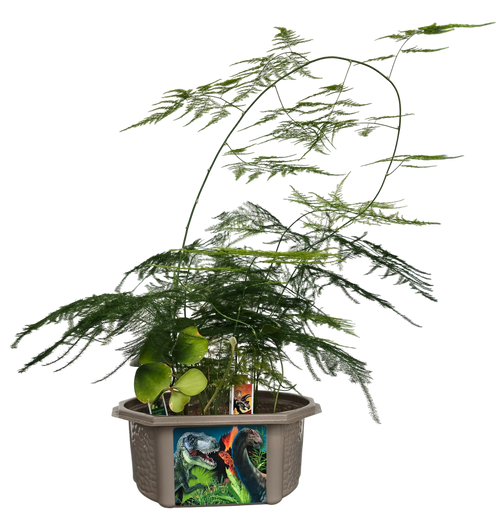 Dinosaur Domain Biosphere Terrarium