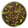 Pot O' Good Luck - Grow Your Own Shamrocks Multipack of 3