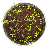 Pot O' Good Luck - Grow Your Own Shamrocks Multipack of 3
