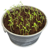 Pot O' Good Luck - Grow Your Own Shamrocks Multipack of 3