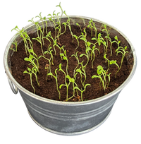 Pot O' Good Luck - Grow Your Own Shamrocks Multipack of 3